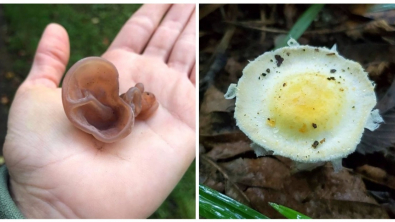 Illustration : Ces 20 photos de champignons rares et fascinants