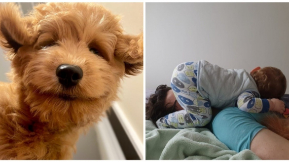 Illustration : Les joies du quotidien avec des animaux et des enfants en 20 clich&eacute;s amusants