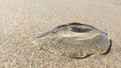 Illustration : Les plages du littoral français infestées par les méduses – Que faire en cas de piqûre ?