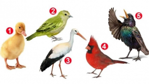 Illustration : "Test de personnalité : choisissez un oiseau pour connaître votre personnalité"
