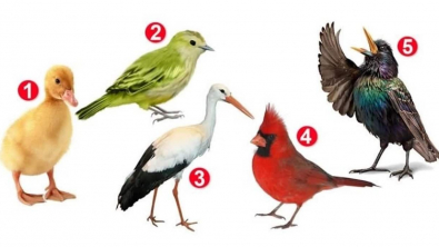 Illustration : "Test de personnalité : choisissez un oiseau pour connaître votre personnalité"