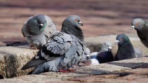 Illustration : "Attention à l'arnaque à la fiente de pigeon qui fait des ravages chez les personnes âgées"