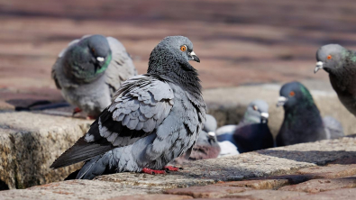 Illustration : Attention à l'arnaque à la fiente de pigeon qui fait des ravages chez les personnes âgées