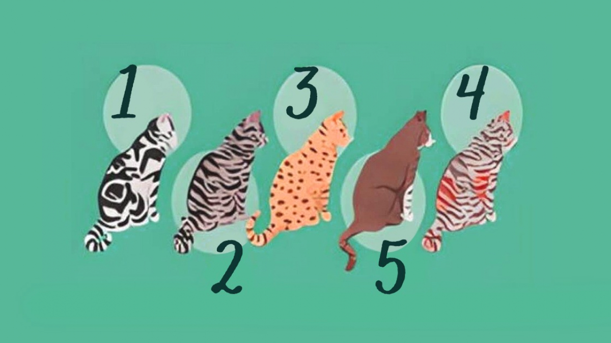 Test de personnalité le chat que vous choisirez dévoilera votre source de bonheur dans la vie