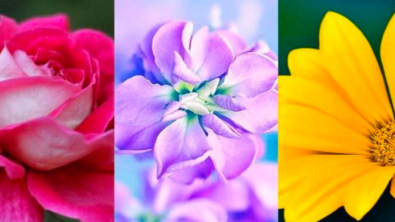 Illustration : Test de personnalité : la fleur que vous choisirez dévoilera votre vraie nature