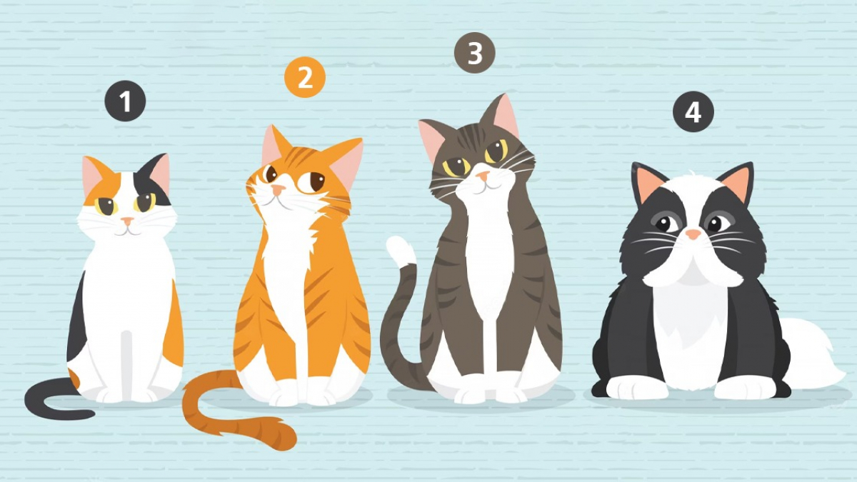 Test de personnalité le chat que vous choisirez sur cette photo en dira long sur votre
