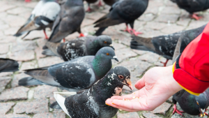 Illustration : "Voici pourquoi nourrir les oiseaux en ville pourrait vous coûter cher (et nuire à leur santé !)"