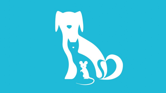 Illustration : Test de personnalit&eacute; : l'animal que vous voyez en premier r&eacute;v&egrave;le votre identit&eacute; profonde