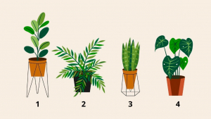 Illustration : "Test de personnalité : découvrez votre raison d'être en choisissant une plante"