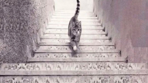 Illustration : "Test de personnalité : voyez-vous un chat qui monte ou qui descend ?"