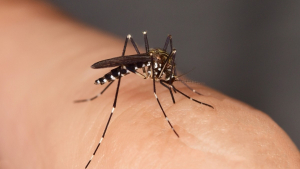 Illustration : "Anti-moustique : voici les 5 meilleures références d’après 60 millions de consommateurs"