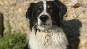Illustration : "Animaux de compagnie : ces médailles personnalisées pour chien sont disponibles à seulement 10 €"
