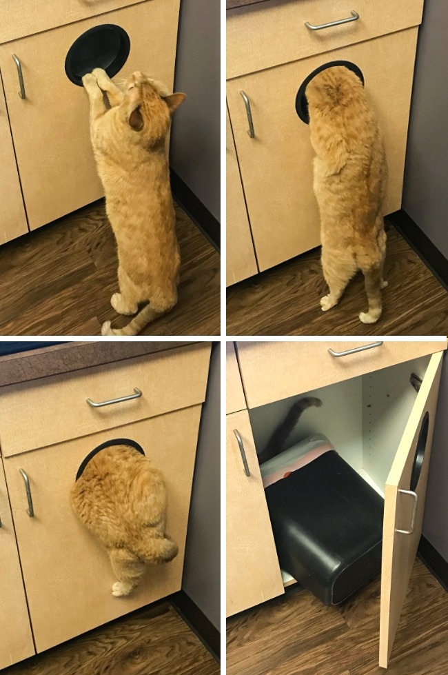 Illustration de l'article : Ces 21 photographies montrent l’absurdité de certaines situations