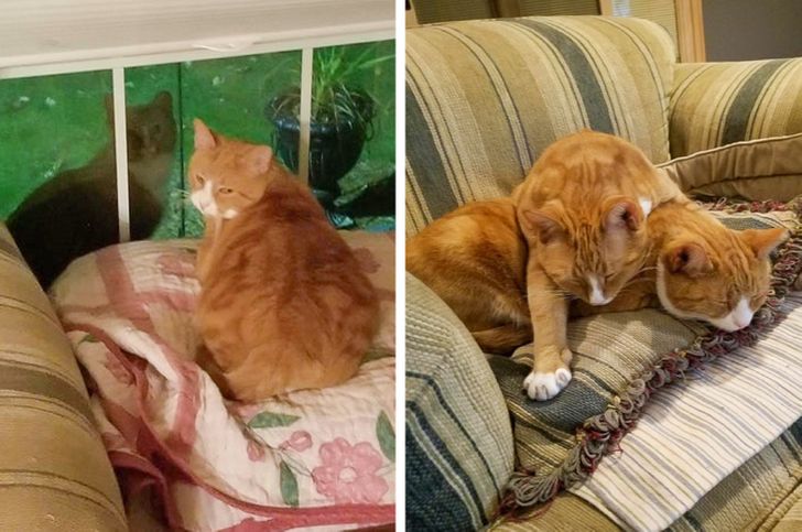 Illustration de l'article : Ces 19 photos illustrant les plus belles amitiés entre animaux de compagnie