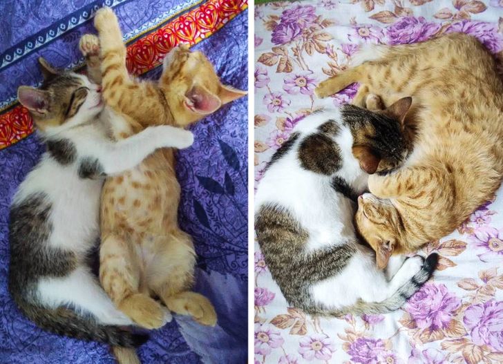 Illustration de l'article : Ces 20 photos de chiens et de chats qui sont devenus géants