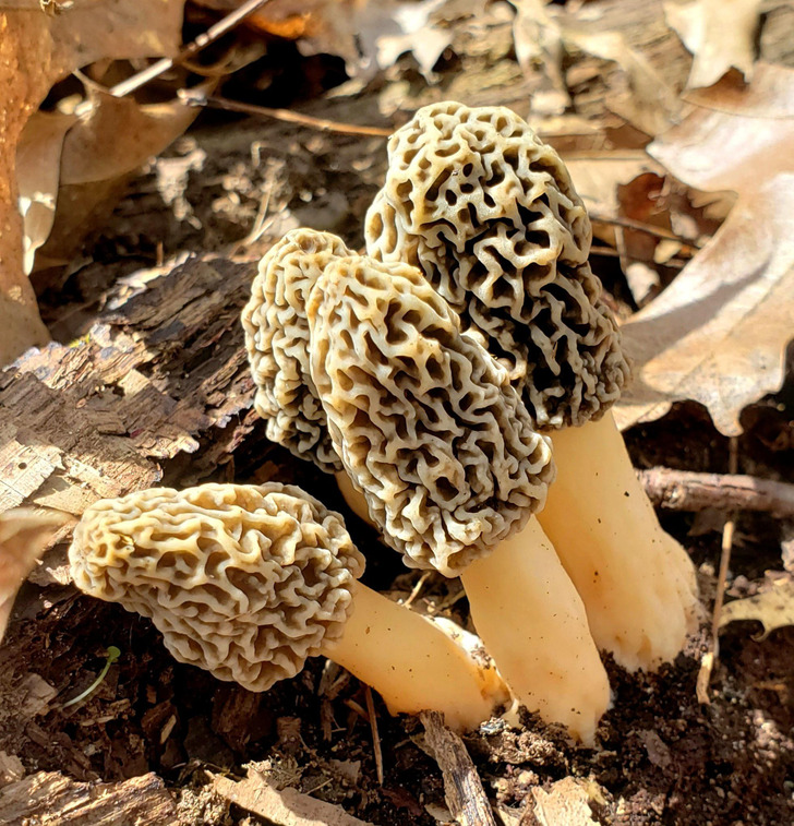 Illustration de l'article : Ces 16 choses inhabituelles créées par la nature