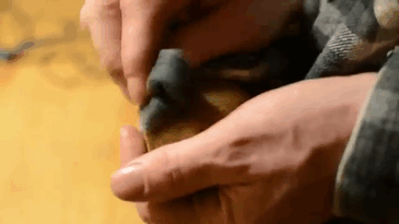 Illustration de l'article : La nouvelle mode chez les Japonais : le polissage de boules de terre