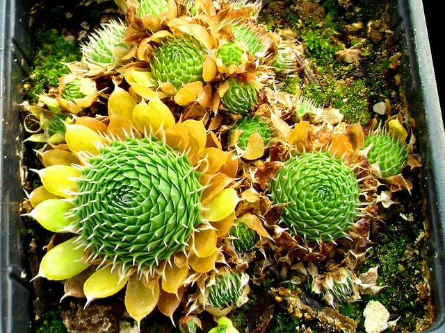 Illustration de l'article : La nature crée de merveilleuses œuvres d’art, comme le montrent ces 31 photos