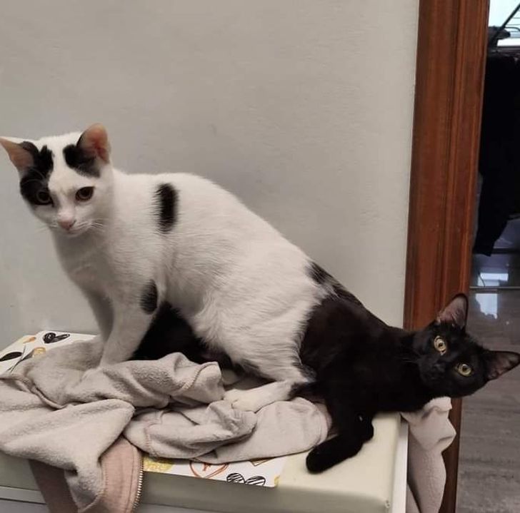 Illustration de l'article : Ces 20 photos qui montrent que certaines personnes adorent l'humour