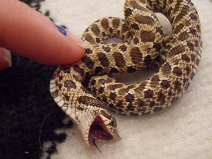 Illustration de l'article : 20 serpents qui vous aideront sûrement à dédramatiser les reptiles