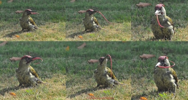 Illustration de l'article : 27 photos invraisemblables que vous n'avez probablement jamais vues