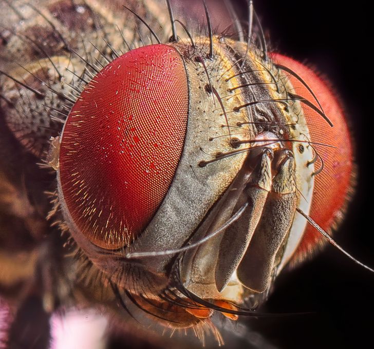Illustration de l'article : Ces 16 photos vues au microscope pour mieux apprécier les détails