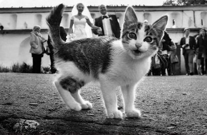 Illustration de l'article : 20 photos de mariage qui vont laisser des souvenirs inoubliables aux futurs mariés