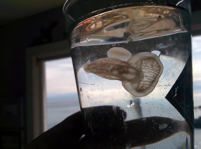 Illustration de l'article : 19 choses les plus étranges rencontrées sur la planète