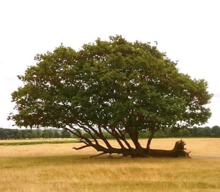 Illustration de l'article : Ces 19 photos qui transmettent la joie de vivre