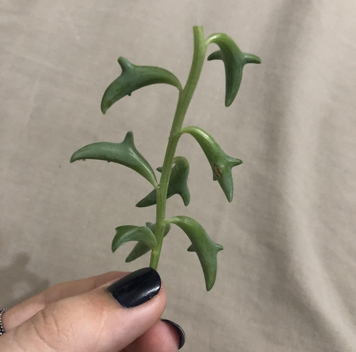 Illustration de l'article : Ces 16 choses inhabituelles créées par la nature