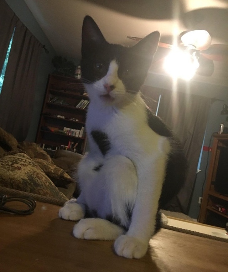 Illustration de l'article : Ces 21 photos de découvertes et de situations rarement vues