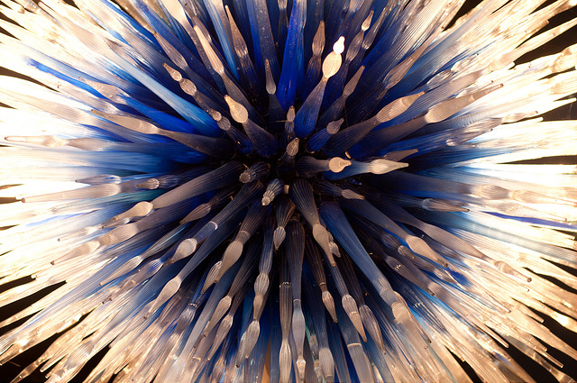 Illustration de l'article : La nature crée de merveilleuses œuvres d’art, comme le montrent ces 31 photos