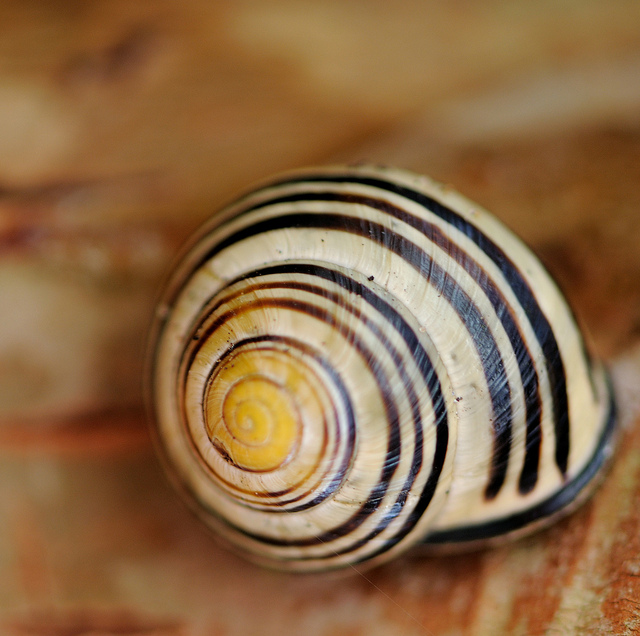 Illustration de l'article : La nature crée de merveilleuses œuvres d’art, comme le montrent ces 31 photos