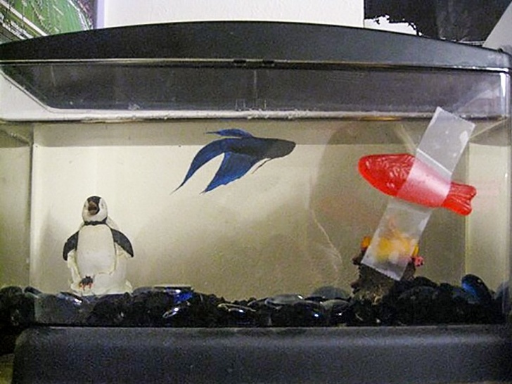 Illustration de l'article : Ces 27 créations à la fois folles et utiles