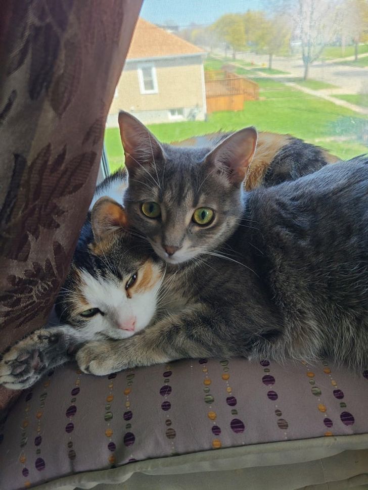 Illustration de l'article : Ces 19 photos illustrant les plus belles amitiés entre animaux de compagnie