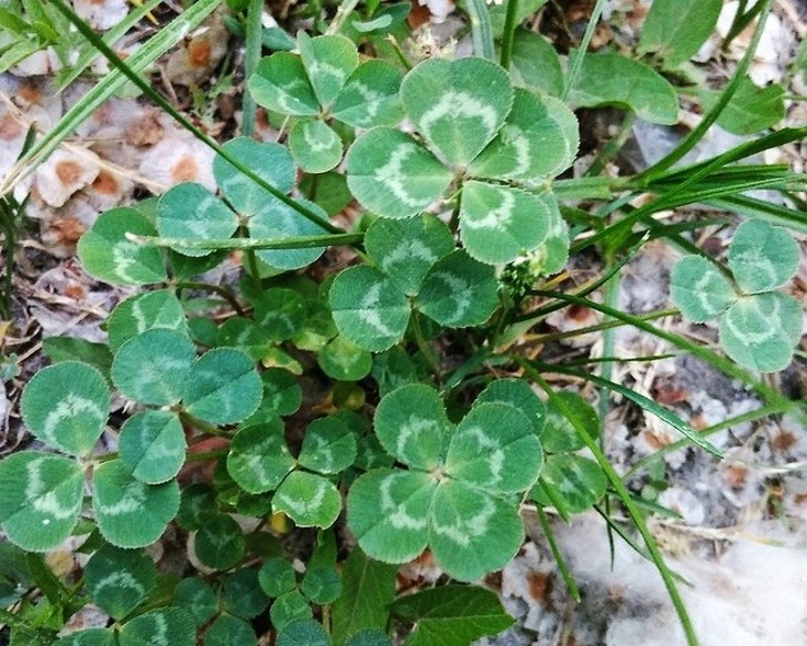 Illustration de l'article : Ces 15 curiosités qui montrent qu'on ne connait pas tout