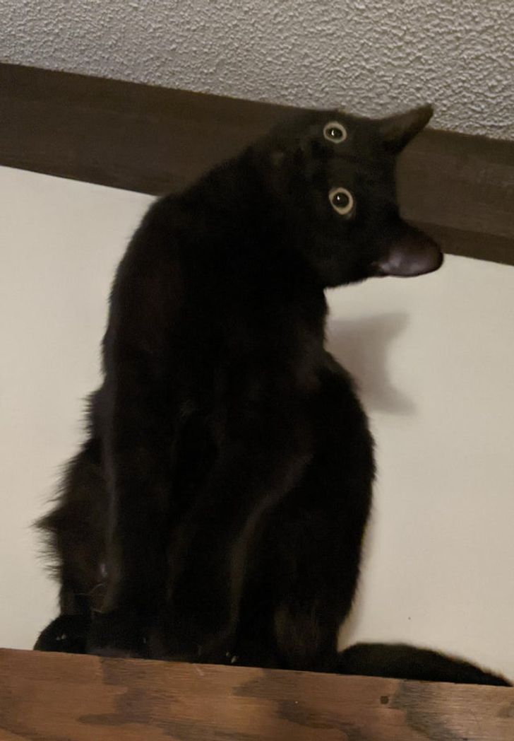 Illustration de l'article : Ces 20 animaux qui font tout pour faire croire qu'ils ont une vie très fatigante