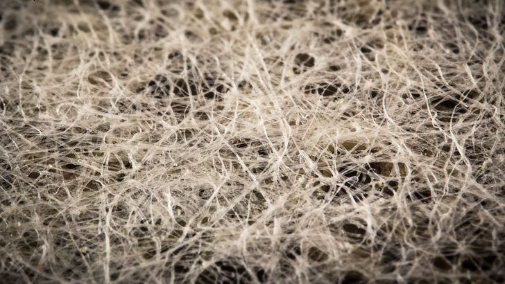 Illustration de l'article : Ces 16 photos vues au microscope pour mieux apprécier les détails