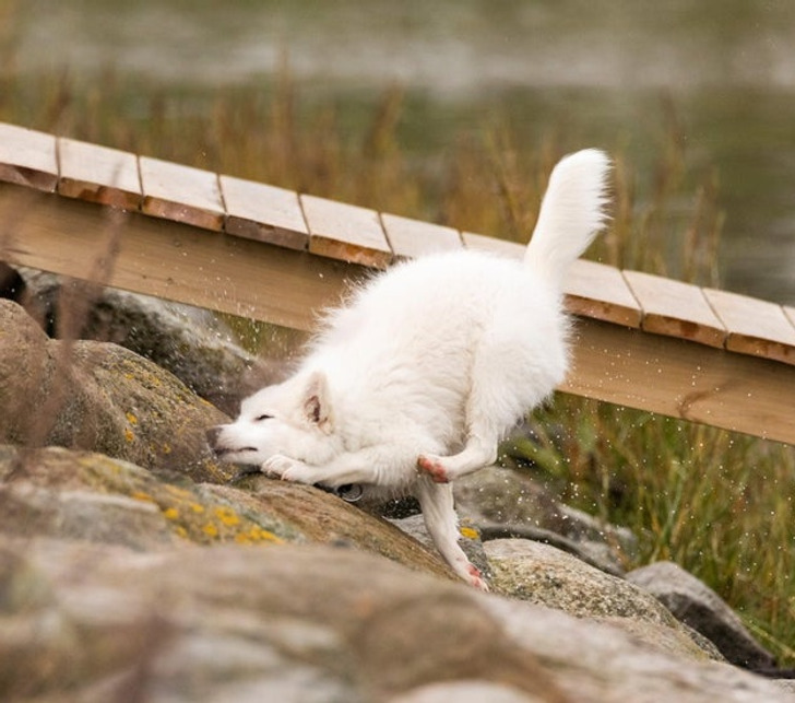 Illustration de l'article : Les joies du quotidien avec des animaux et des enfants en 20 clichés amusants