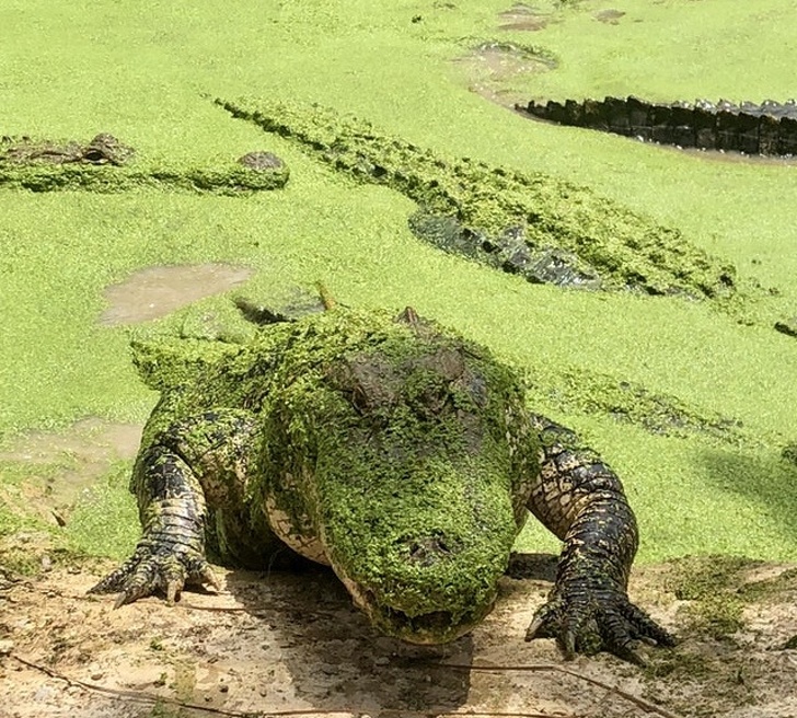 Illustration de l'article : Ces 17 photos qui offrent une montée d'adrénaline