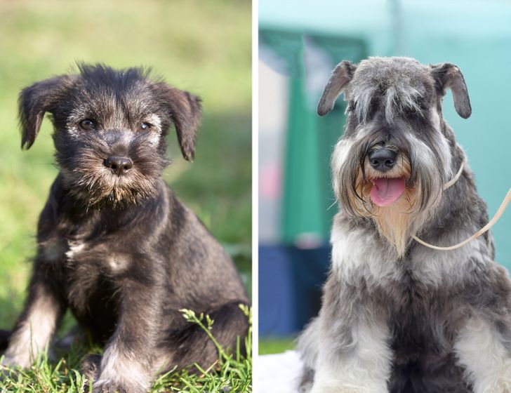 Illustration de l'article : Ces 20 photos de chiots devenus des molosses