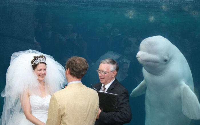 Illustration de l'article : 20 photos de mariage qui vont laisser des souvenirs inoubliables aux futurs mariés