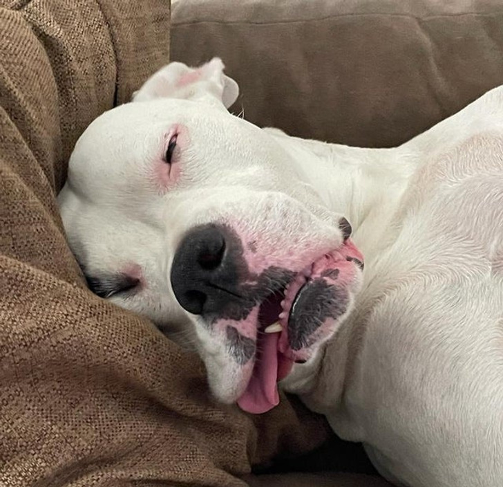 Illustration de l'article : Ces 20 photos d'animaux de compagnie en plein sommeil