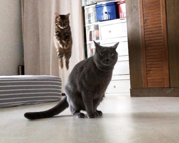 Illustration de l'article : Ces 19 photos devenues mémorables grâce à leur arrière-plan