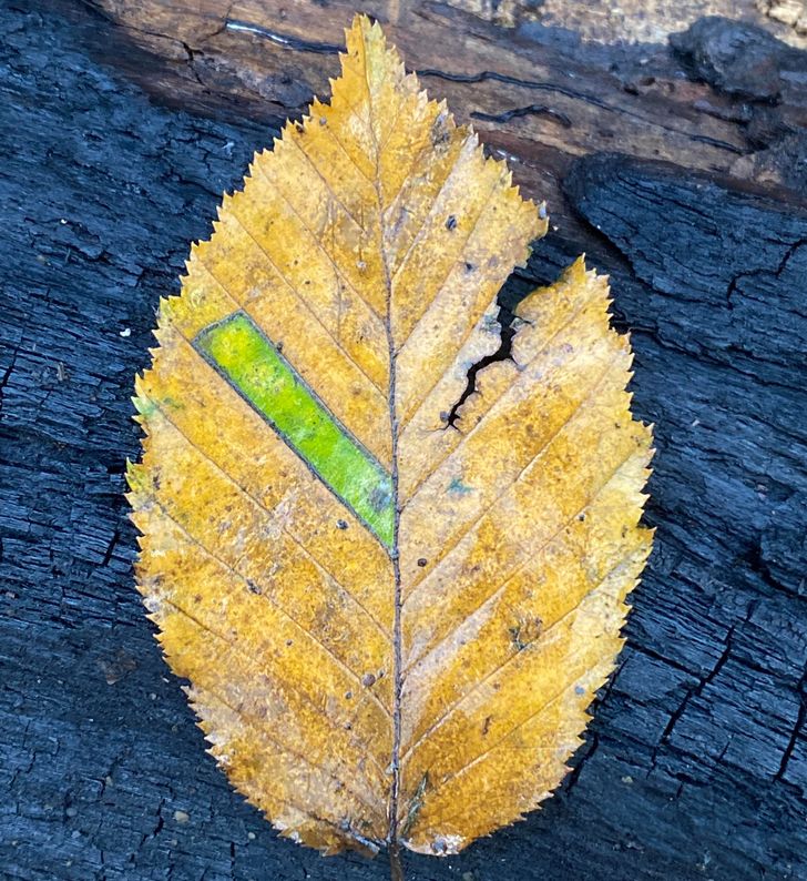 Illustration de l'article : Ces 16 photos qui illustrent la beauté et l'originalité de la nature