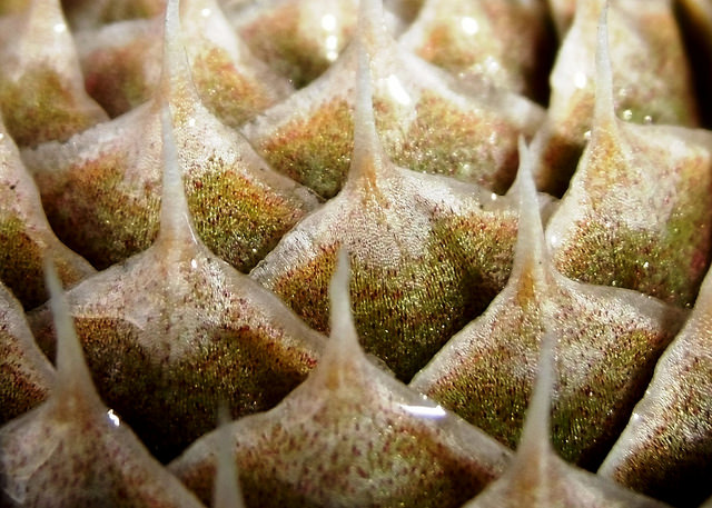 Illustration de l'article : La nature crée de merveilleuses œuvres d’art, comme le montrent ces 31 photos