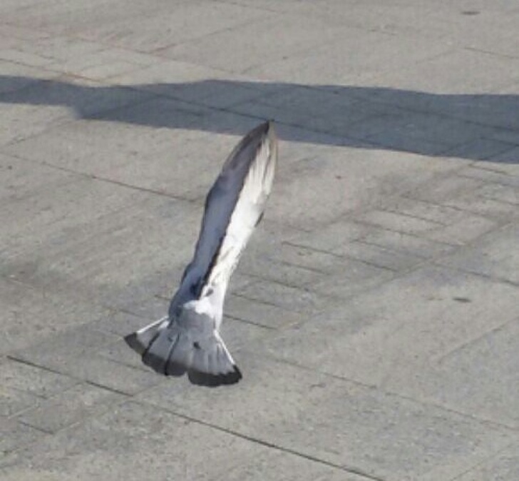 Illustration de l'article : Ces 26 photos qui montrent des situations prises au bon moment