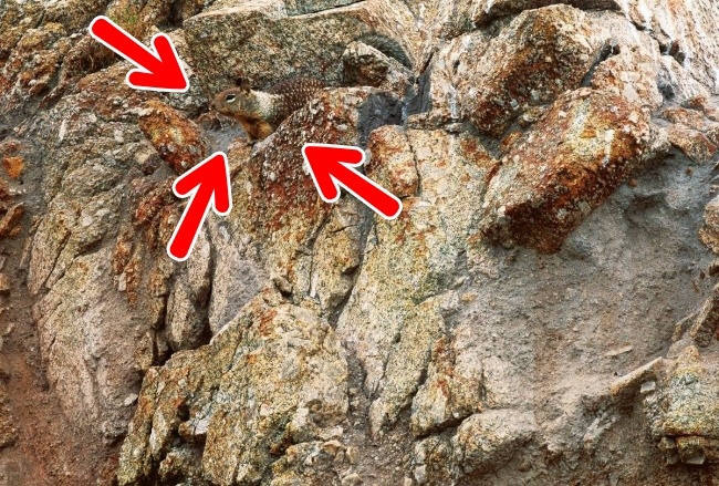 Illustration de l'article : Si vous n'avez pas une vision parfaite, vous ne trouverez pas les animaux cachés sur ces 10 photos !