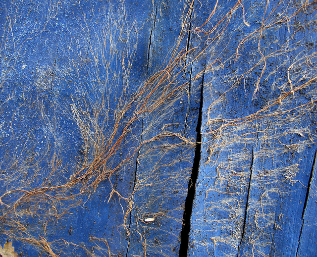 Illustration de l'article : Ces 22 choses curieuses observées et immortalisées par un appareil photo