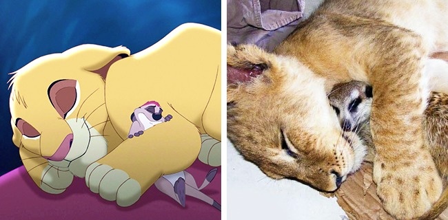 Illustration de l'article : 14 sosies vivants de nos personnages de Disney pr&eacute;f&eacute;r&eacute;s